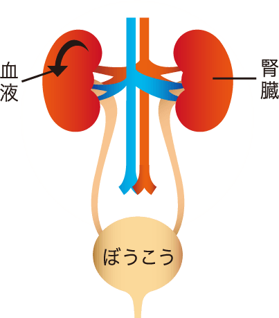 腎臓とぼうこうの図