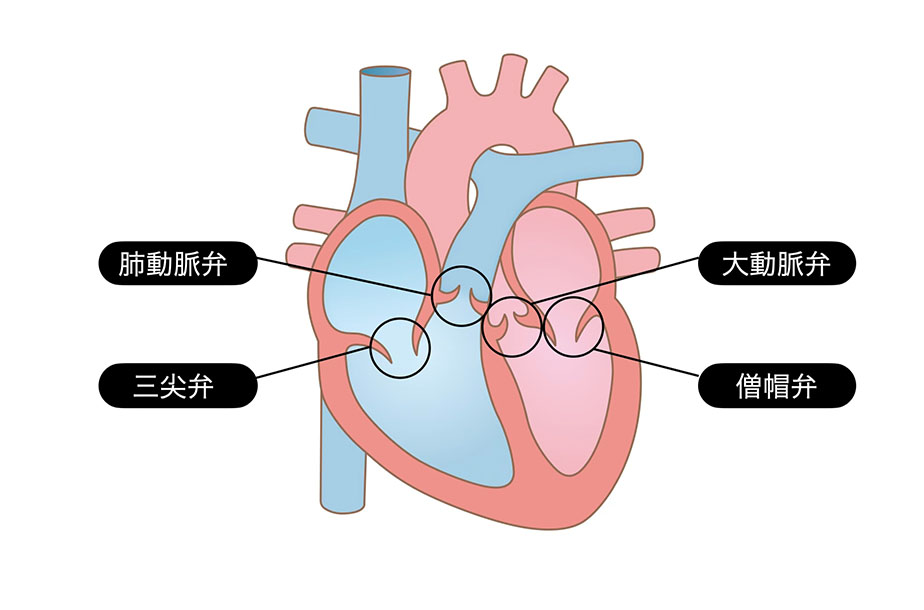心臓弁膜症とは