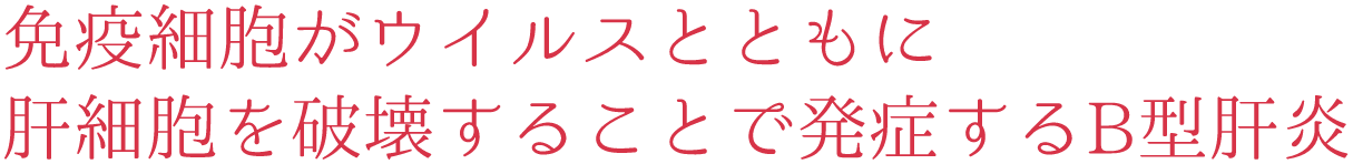 免疫細胞がウイルスとともに肝細胞を破壊することで発症するB型肝炎