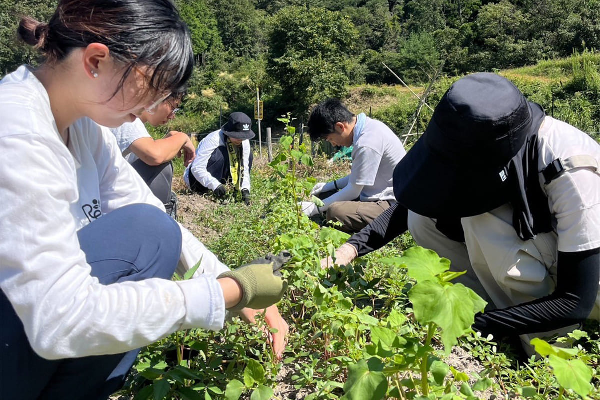 草取りや間引きは手作業で丁寧に