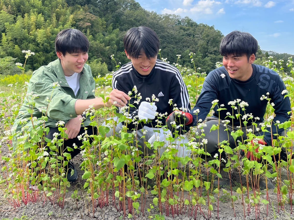 ソバの花の受粉は手作業でひとつずつ