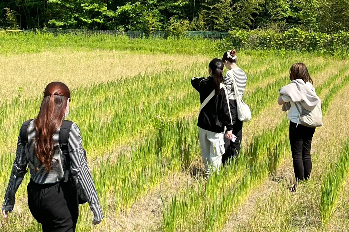 5月に訪れた小麦畑＝神戸市北区