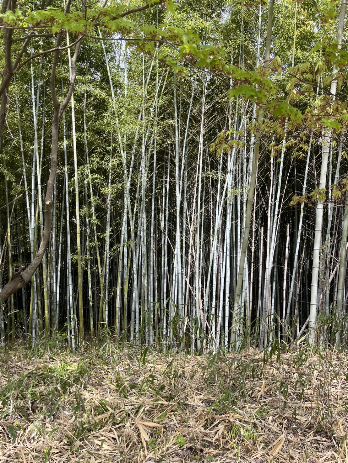 うっそうとした放置竹林