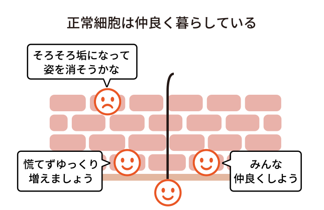 正常細胞は仲良く暮らしている図