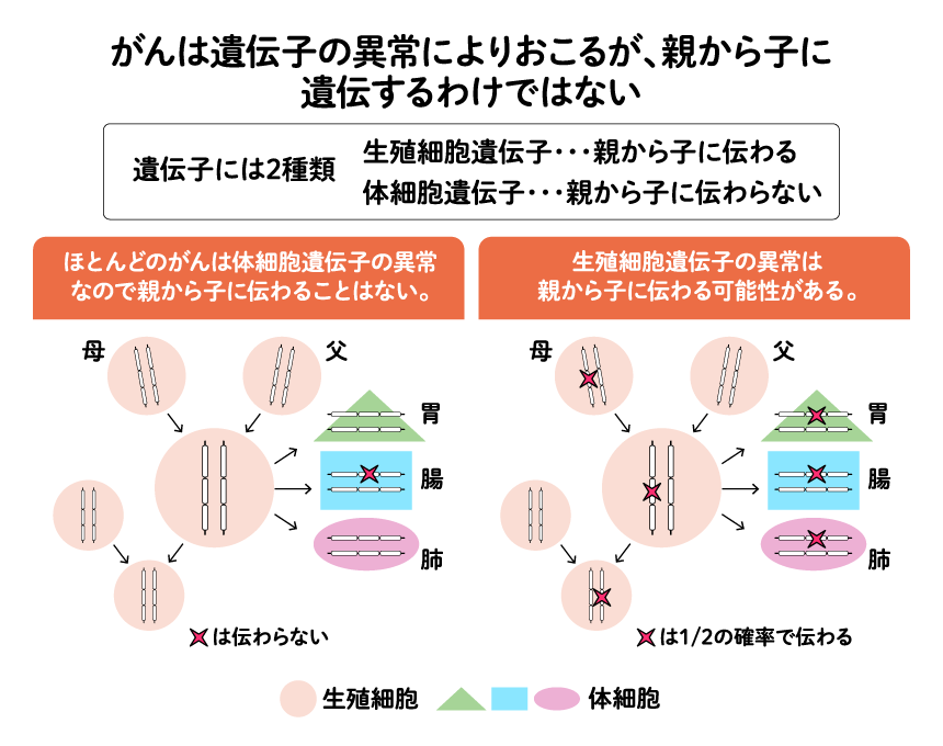 図:がんは遺伝子の以上によりおこるが、親から子に遺伝するわけではない
