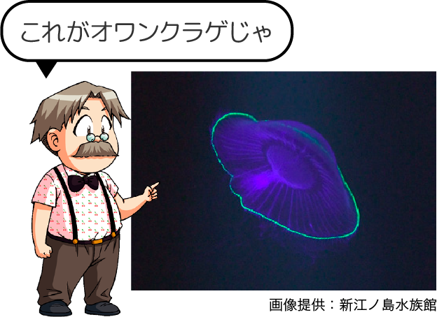 コラム