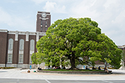 京都大学