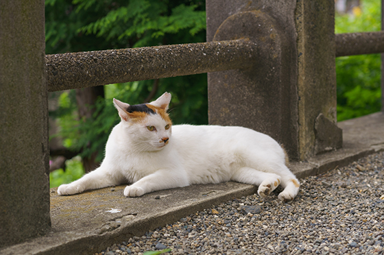 地域コミュニティつくりに野良猫を利用する
