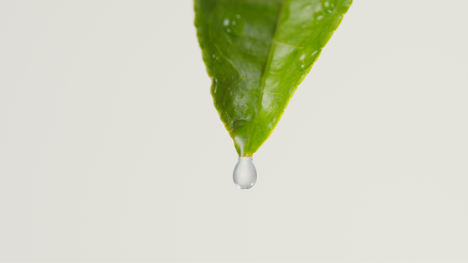 生茶葉