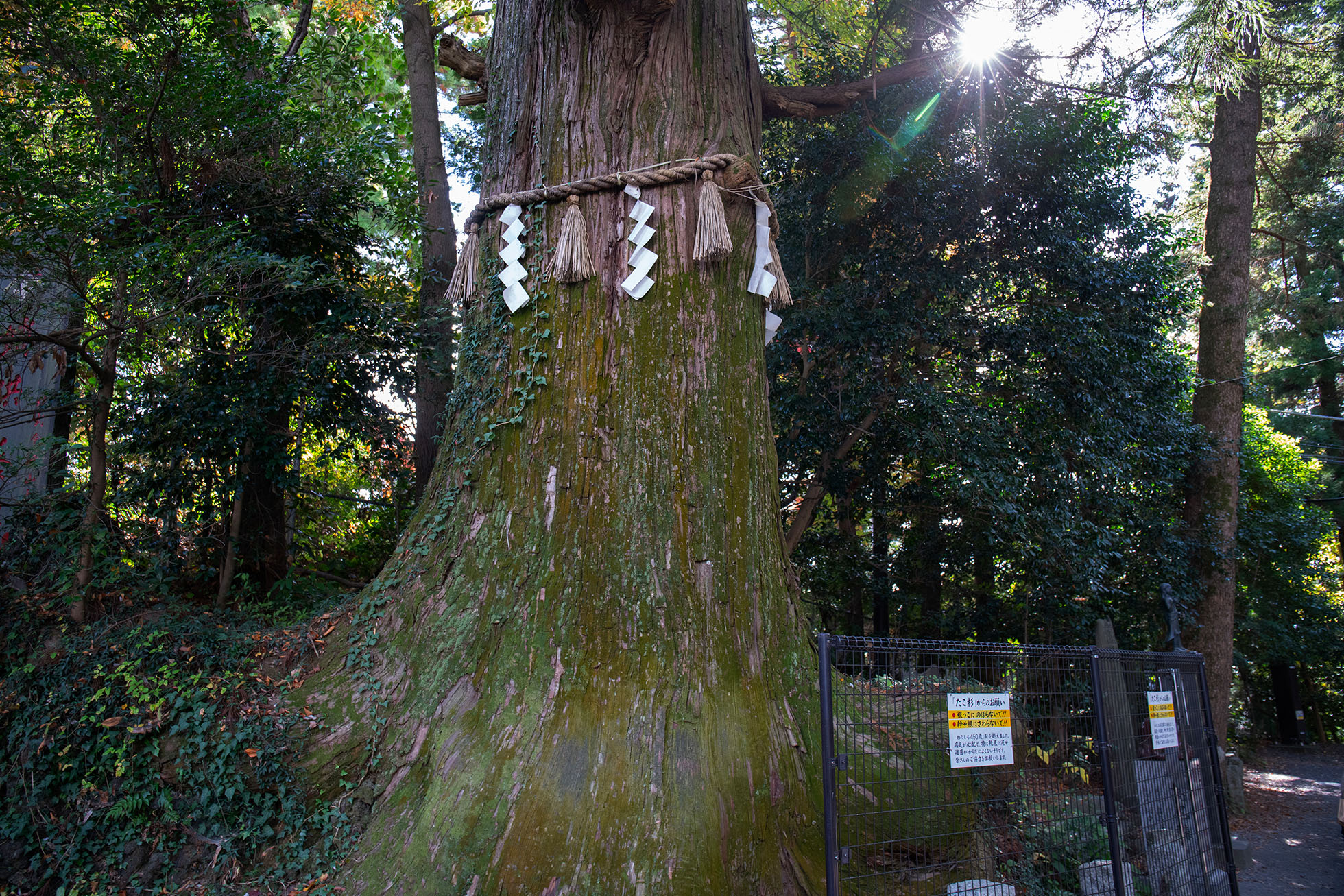 “Tako Sugi” (Octopus Cedar) located along Trail 1 of Mount Takao