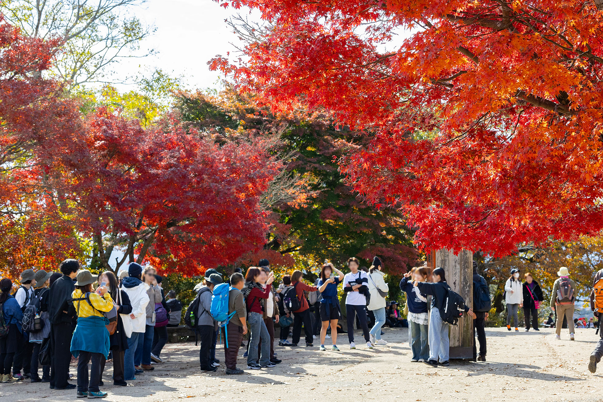 People take commemorative photos with the autumn foliage at the summit of Mount Takao.