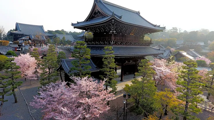 京都の金戒光明寺の山門を中層あたりの高さで遠くから撮影した写真。左奥には本堂、手前の下に桜が咲いているのが見える